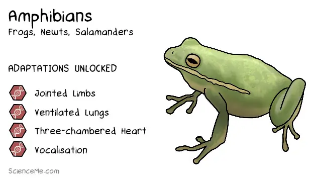 Amphibian Animal Evolution: features of Amphibians are jointed limbs, ventilated lungs, a three-chambered heart, and vocalisation