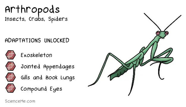 Arthropod Animal Evolution: features of Arthropods are an exoskeleton, jointed appendages, gills and book lungs, and compound eyes