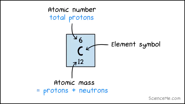 A carbon atom has 6 protons and 6 neutrons, giving it an atomic mass of 12 amu