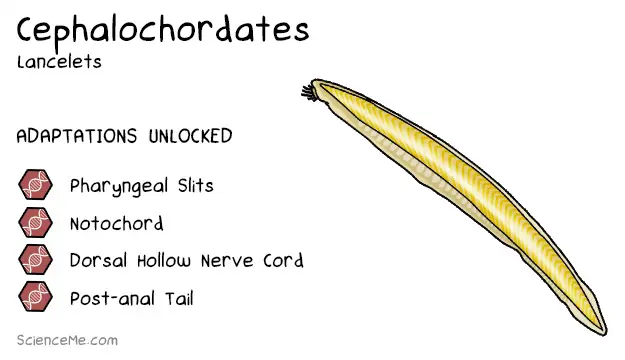 Cephalochordate Animal Evolution: features of lancelets are pharyngeal slits, a notochord, a dorsal hollow nerve chord, and a post-anal tail