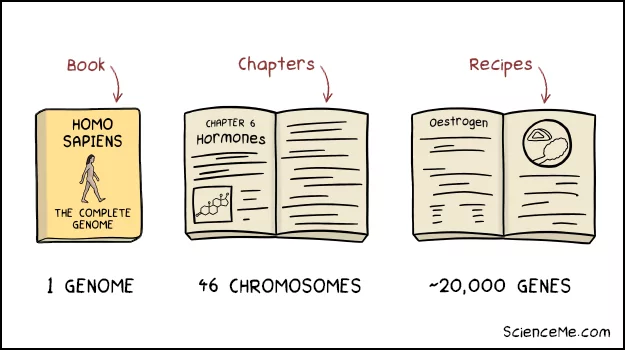 The difference between genes, chromosomes, DNA, and the genome is illustrated by the analogy of a recipe book