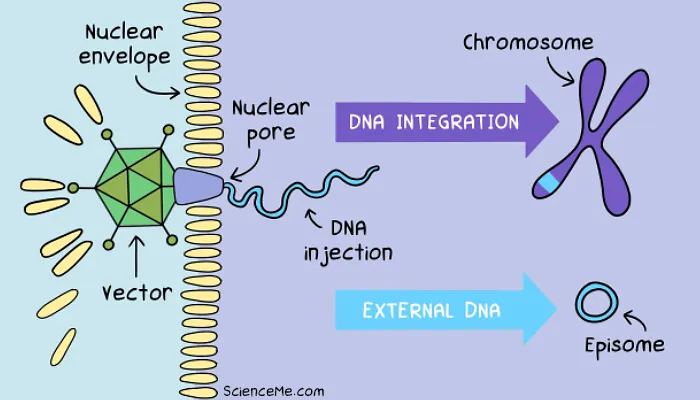 DNA integration in gene therapy