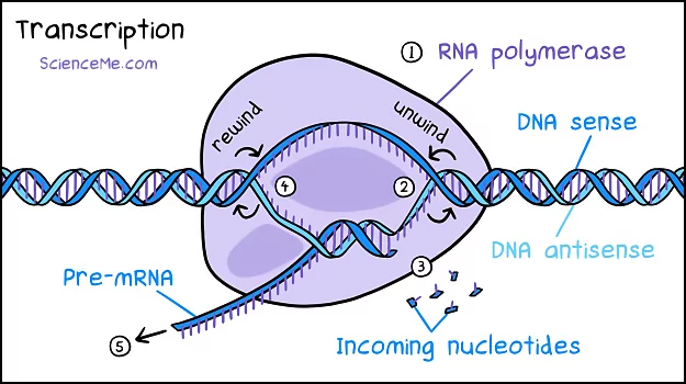 DNA Transcription Illustration