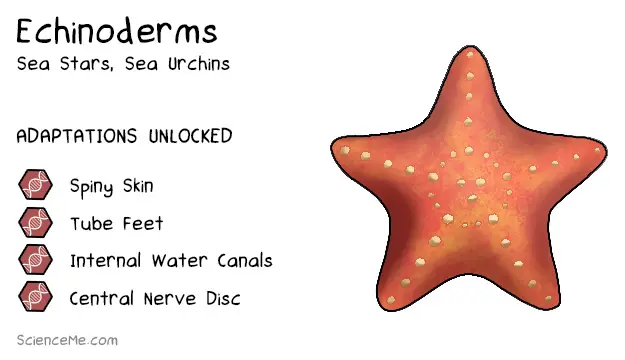 Echinoderm Animal Evolution: features of Echinoderms are deuterostome development, spiny skin, tube feet, internal water canals, and a central nerve disc