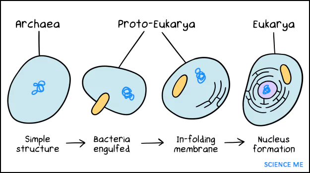 Illustration of Endosymbiotic Theory, where an Archaeon engulfed a Bacterium to produce the first eukaryote