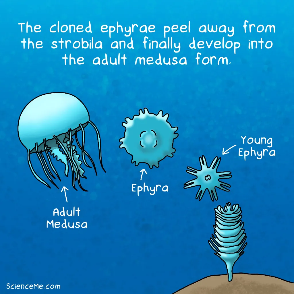Illustration of ephyra peeling away from strobila and growing into medusa form
