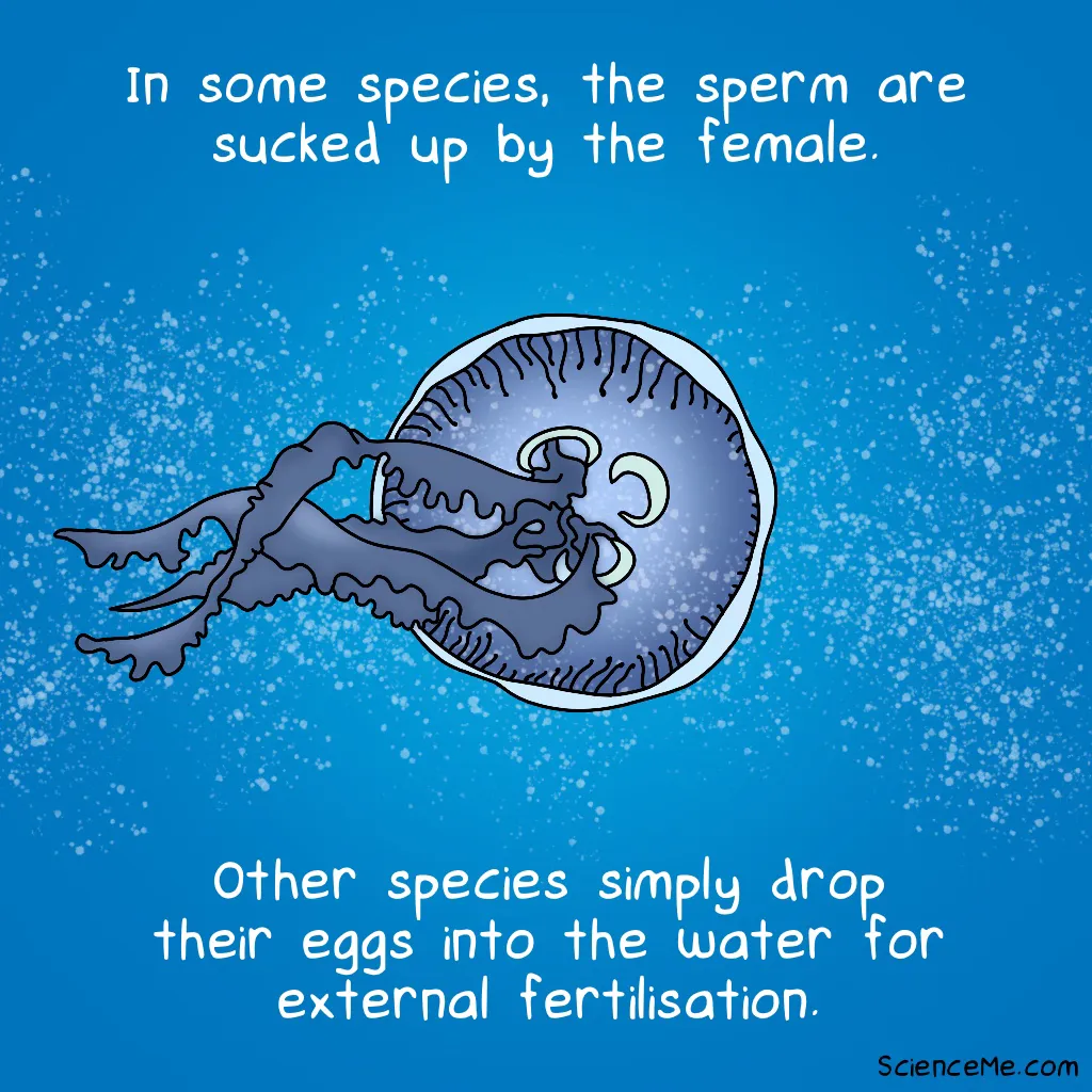 Illustration of female jellyfish dropping eggs into the ocean