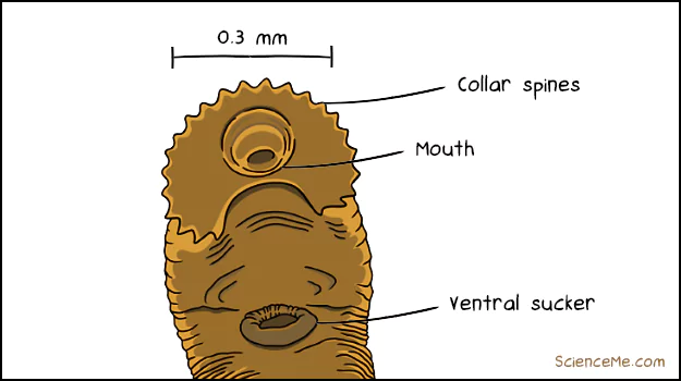Flatworm diagram showing mouth, collar spines, and ventral sucker