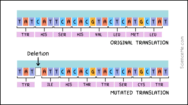 A frameshift mutation caused by a single base deletion can corrupt the entire protein product