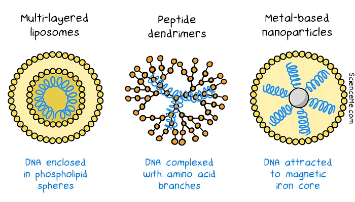 Non-viral vectors in gene therapy include liposomes, dendrimers, and metal-based nanoparticles