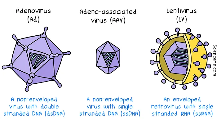 The most common viral vectors in gene therapy include adenoviruses (Ad), adeno-associated viruses (AAV), and lentiviruses (LV)