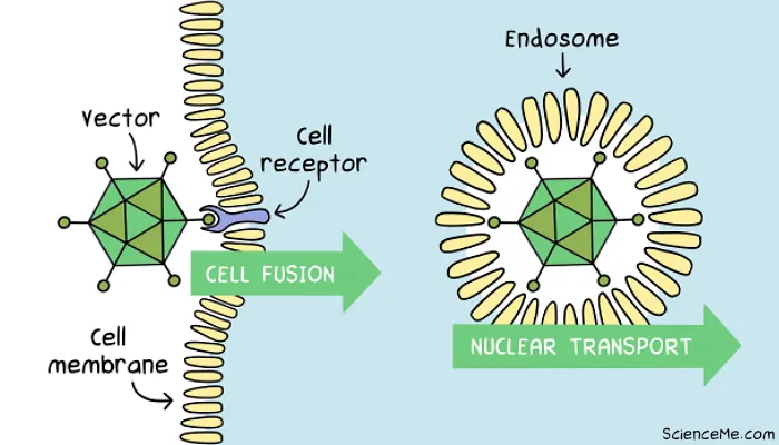 In gene therapy, transduction is the introduction of foreign DNA into a cell by a viral vector