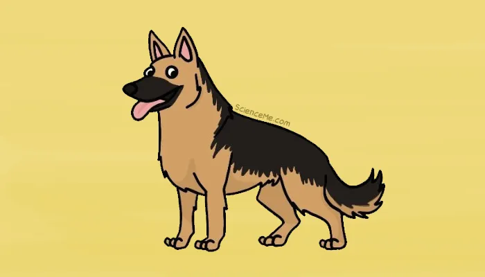 As the third smartest dog breed, German Shepherds can reliably detect the molecular markers of cancer