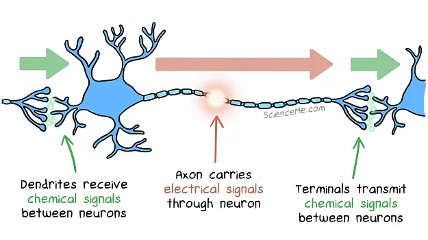 How neurons communicate: dendrites receive chemical signals called neurotransmitters, which excite or inhibit electrical signals carried along the axon, which transmits chemical signals from the axon terminals
