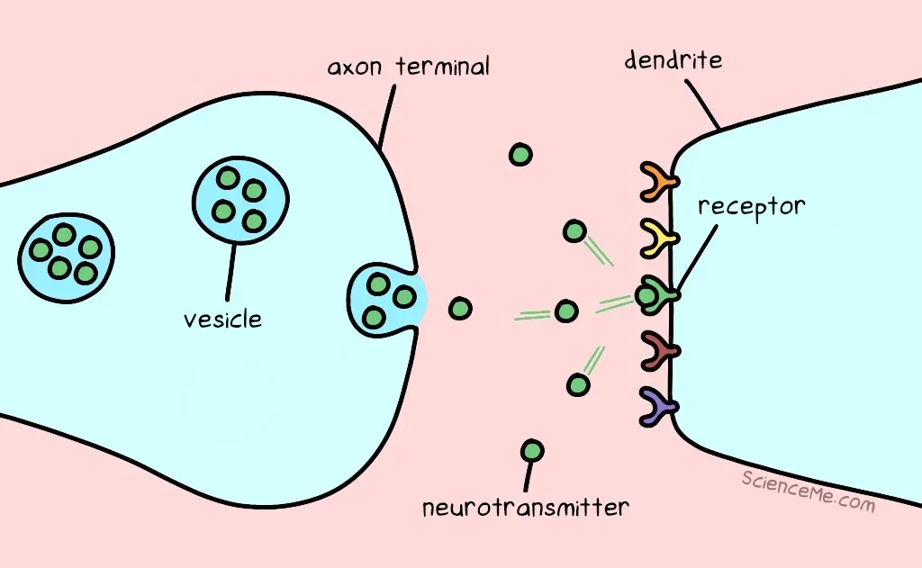 How neurotransmitters work