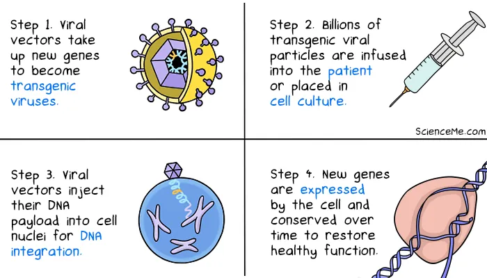 How gene therapy works in 4 steps