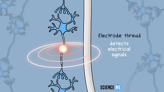 How Neuralink works: electrode threads detect and transmit electrical signals to neurons in a network