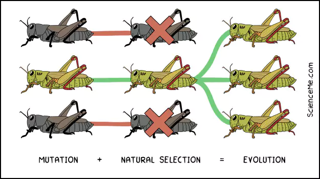Evolution is the sum of incremental adaptations like better camouflage