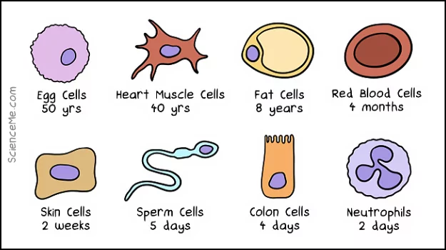How old are different types of body cells