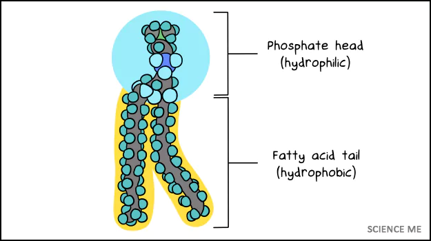 Illustration of a phospholipid with a hydrophilic phosphate head and a hydrophobic fatty acid tail
