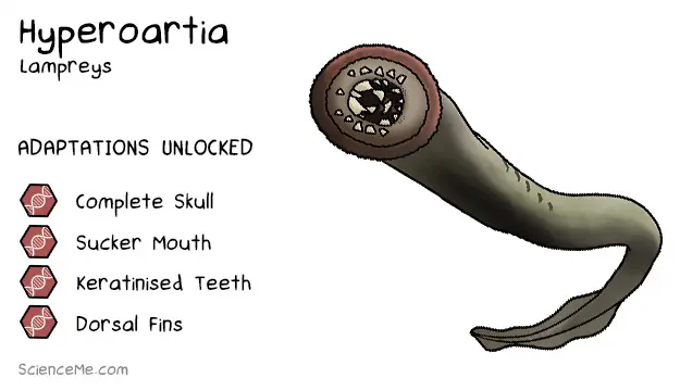Hyperoartia Animal Evolution: features of lampreys are a complete skull, a sucker mouth, keratinised teeth, and dorsal fins