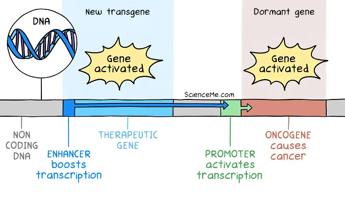 How gene therapy caused insertional mutagenesis in the SCID kids