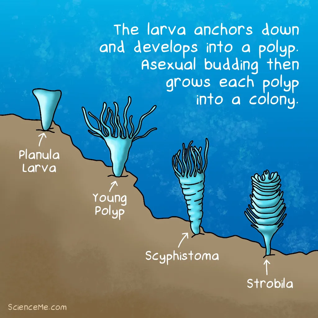 Illustration of jellyfish polyps dividing into scyphistomae