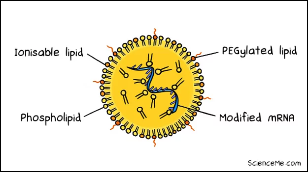 Lipid nanoparticles are synthetic nanovectors used to deliver mRNA in the Pfizer-BioNTech or Moderna vaccines