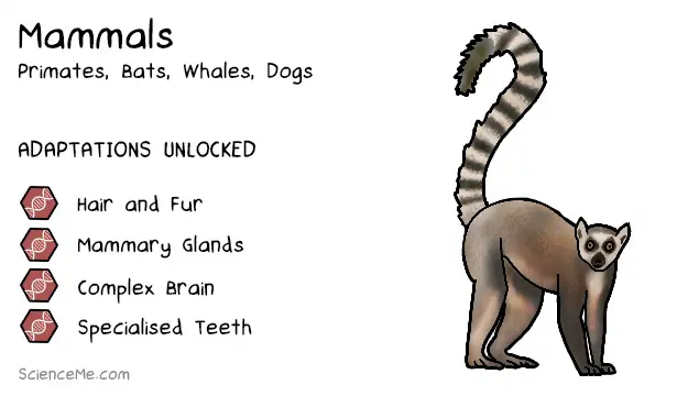 Mammal Animal Evolution: features of Mammals are hair and fur, mammary glands, a complex brain, and specialised teeth