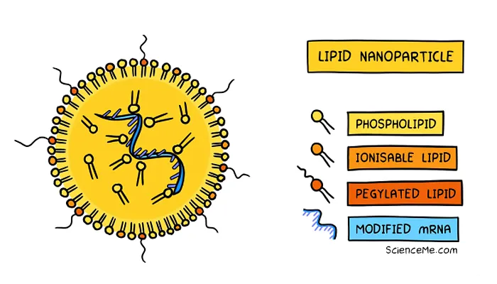Current mRNA vaccines use lipid nanoparticles to deliver viral genes to the cell cytoplasm