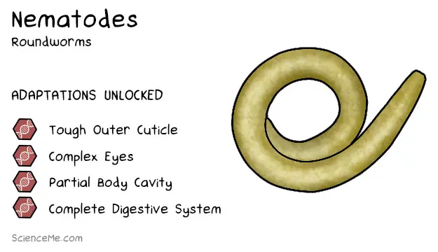 Nematode Animal Evolution: the features of roundworms are a tough outer cuticle, complex eyes, a partial body cavity, and a complete digestive system