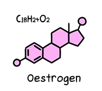 Oestrogen molecule and chemical formula