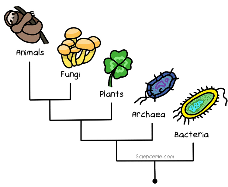 The Phylogenetic Tree of Life