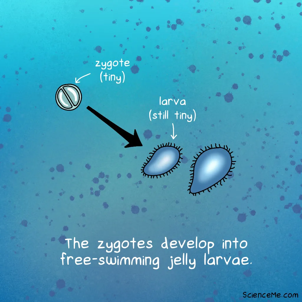 Illustration of zygote developing into planula jellyfish larva