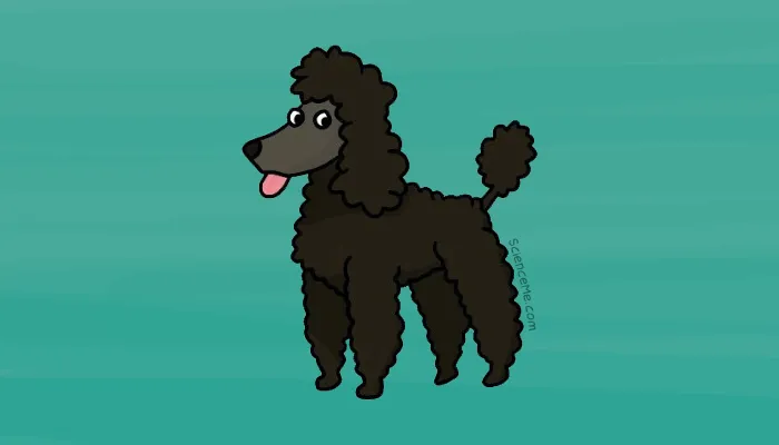 As the second smartest dog breed, Poodles shows remarkable adaptive intelligence