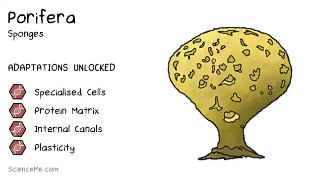 Porifera Animal Evolution: the features of sponges are specialised cells, a protein matrix, internal canals, and plasticity