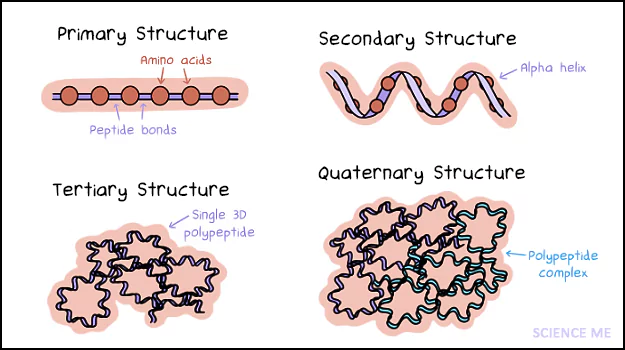 Protein Structure: How Amino Acids Fold into Polypeptides to Create Primary, Secondary, Tertiary, and Quaternary Structures