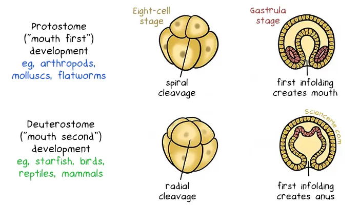 Illustration of protostome vs deuterostome development in animals