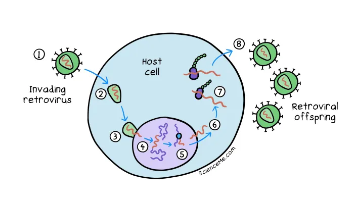 How retroviruses integrate their RNA into human DNA in cells