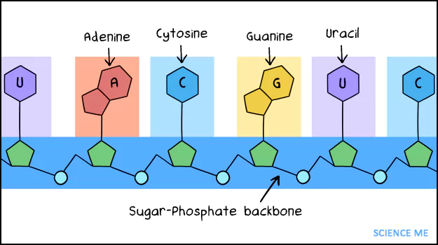 According to the RNA World hypothesis, the first ribonucleic acid was a chemical inevitability