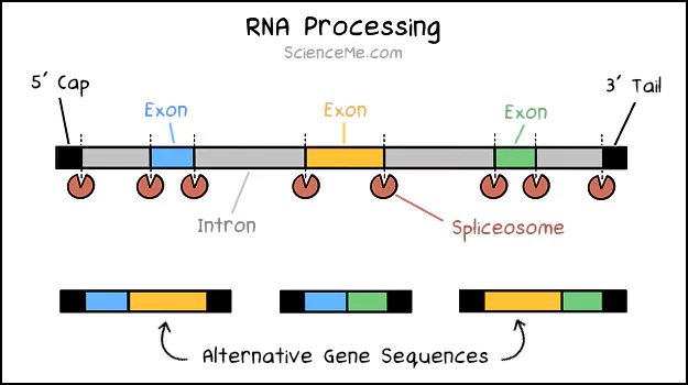 RNA Processing Illustration