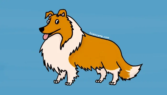 As the sixth smartest dog breed, Shetland Sheepdogs can demonstrate surprising levels of social inference