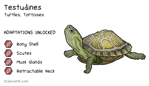 Testudines Animal Evolution: features of Testudines are a bondy shell, scutes, musk glands, and a retractable neck