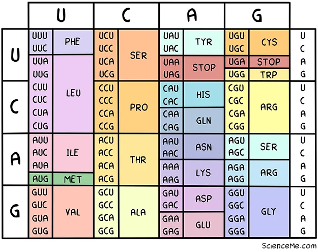 The genetic code describes how each three-letter codon translates to specific amino acids
