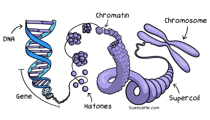 The relationship between DNA and chromosomes