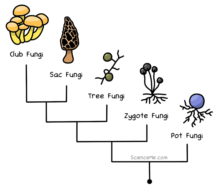Types of Fungi: An Illustrated Phylogenic Tree