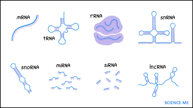 Types of RNA we see in cells today: messenger (mRNA), transfer (tRNA), ribosomal (rRNA), small nuclear (snRNA), small nucleolar (snoRNA), micro (miRNA), small interfering (siRNA), and long non-coding (lncRNA)