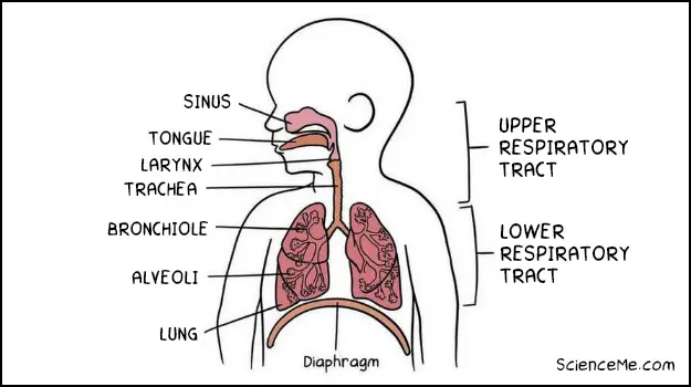 The upper and lower respiratory tract