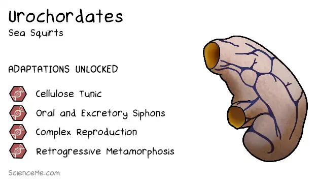 Urochordate Animal Evolution: features of Urochordates are a cellulose tunic, oral and excretory siphons, larval Chordate features, and retrogressive metamorphosis