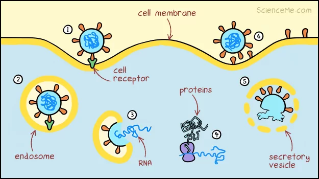 Viral pathways in cells: how coronaviruses replicate
